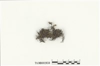 藏品(羊角苔屬)的圖片